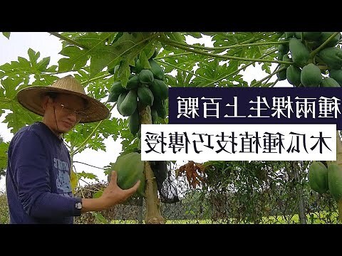 木瓜樹 招 陰